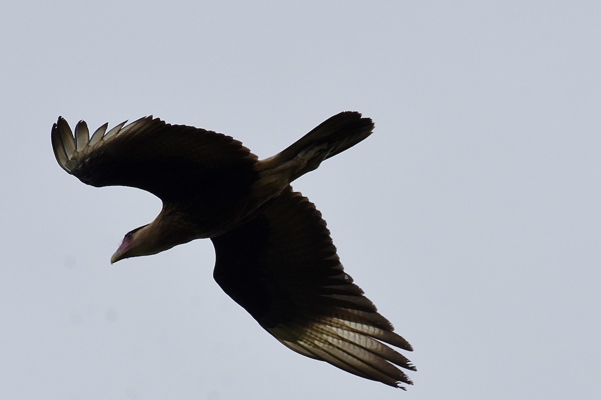 Crested Caracara - ML616593532
