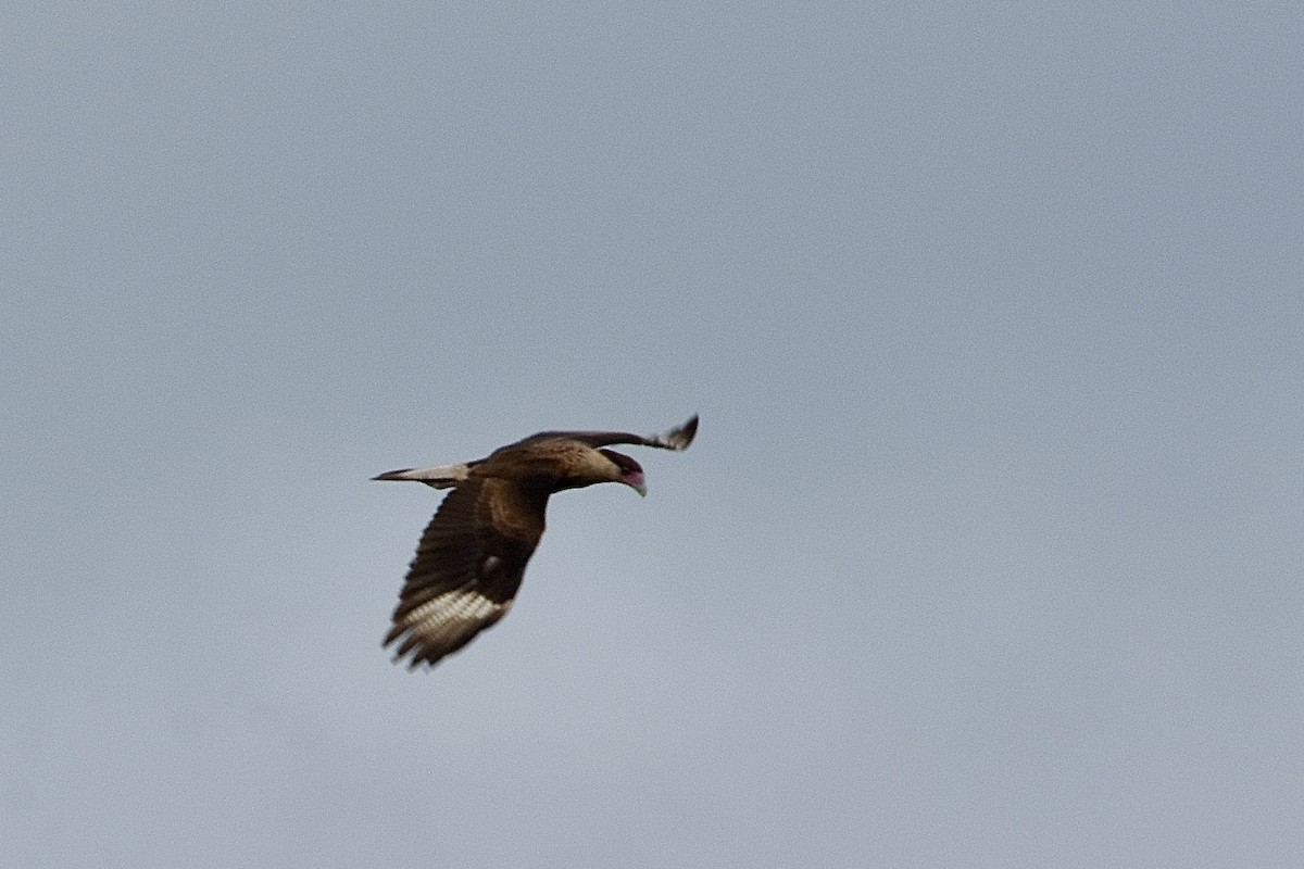 Crested Caracara - ML616593533