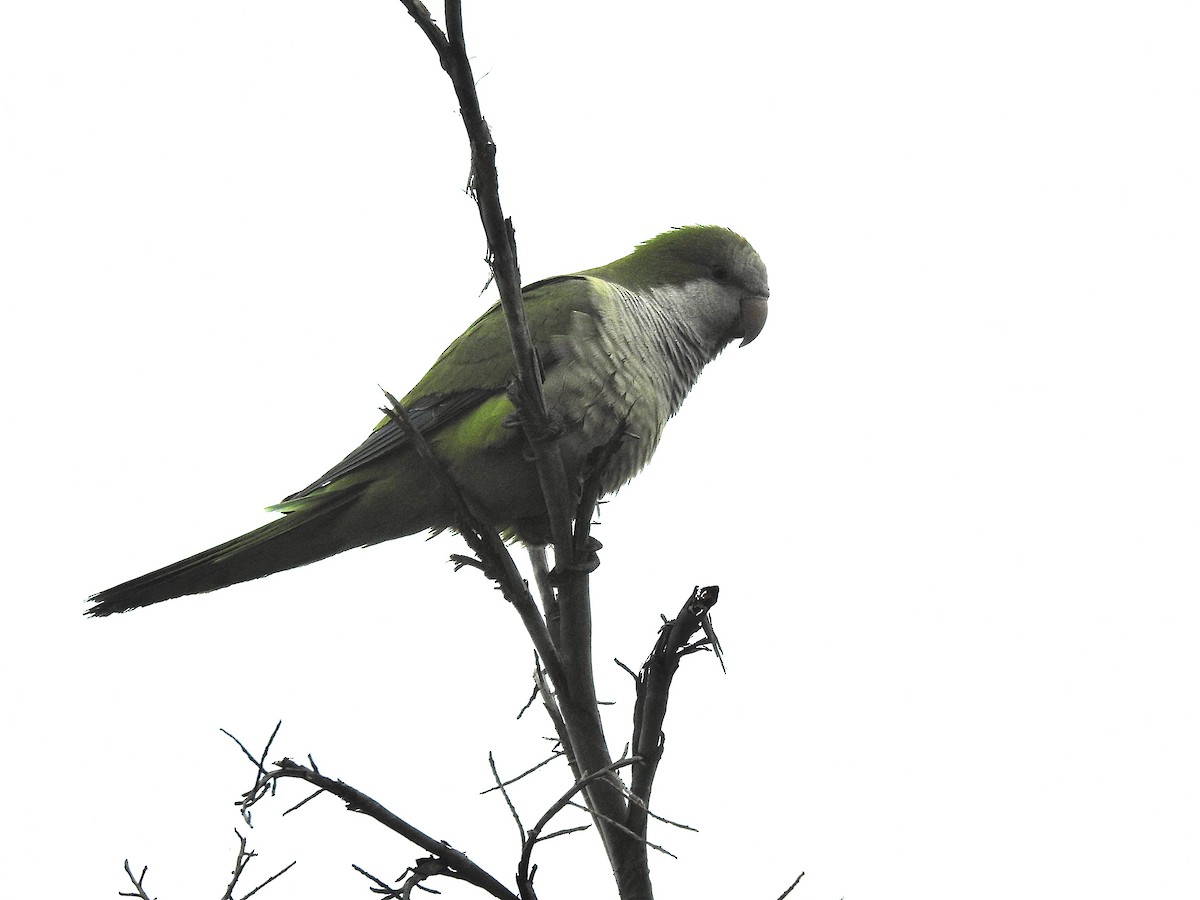 Papagai bulargrisa - ML616593546