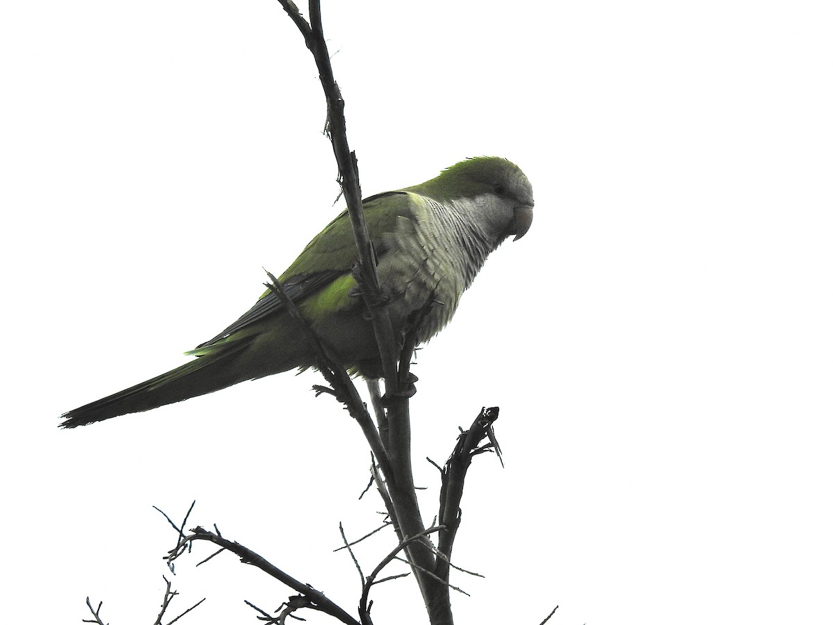 Monk Parakeet - ML616593546