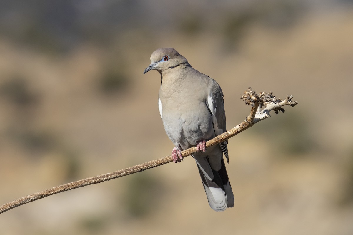 White-winged Dove - ML616593716