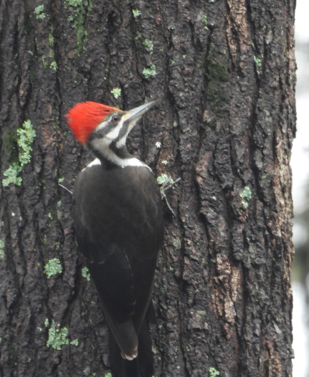 Pileated Woodpecker - Eric R