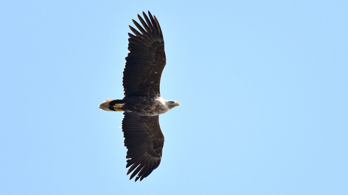 White-tailed Eagle - ML616593771