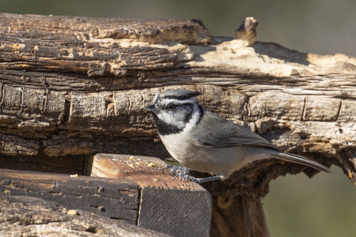 Bridled Titmouse - ML616593779