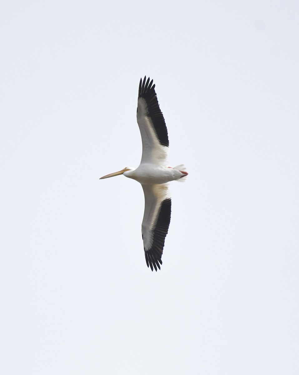 American White Pelican - Wendy N
