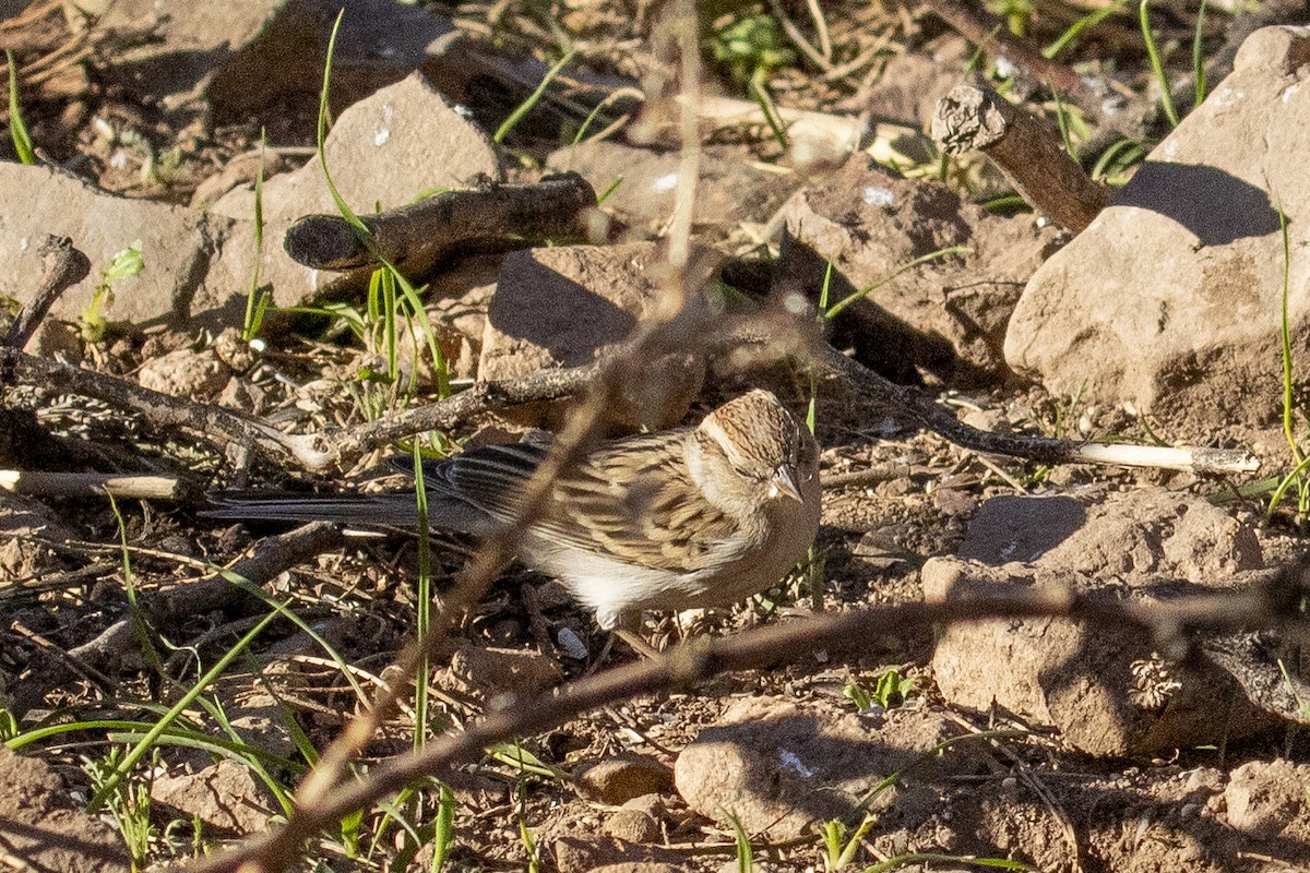 Brewer's Sparrow - ML616593803