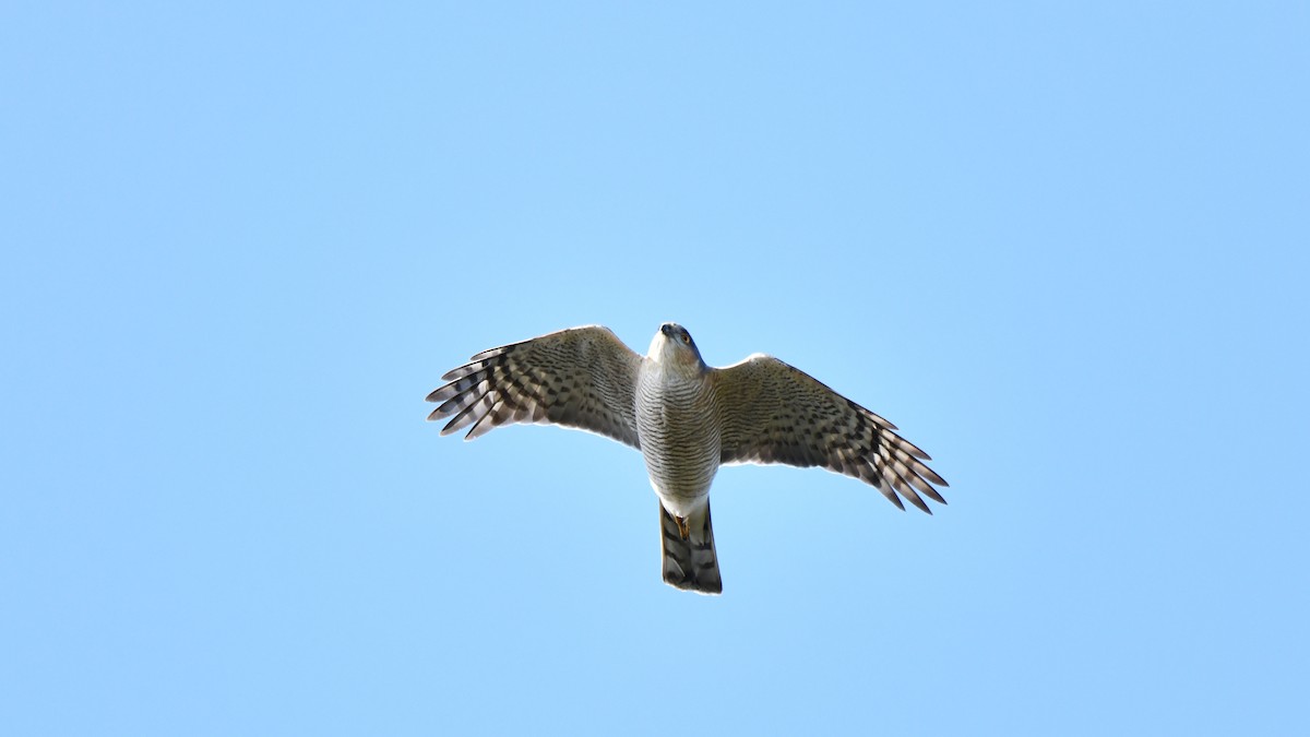 Eurasian Sparrowhawk - ML616593806