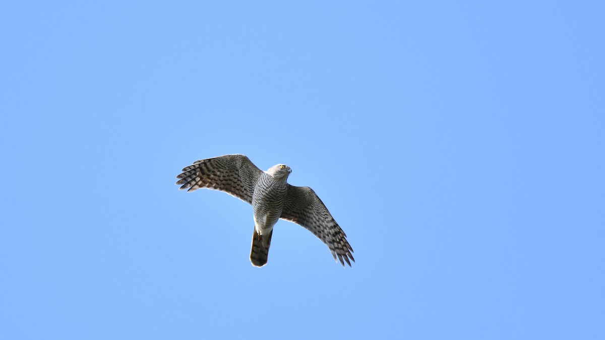 Eurasian Sparrowhawk - ML616593807