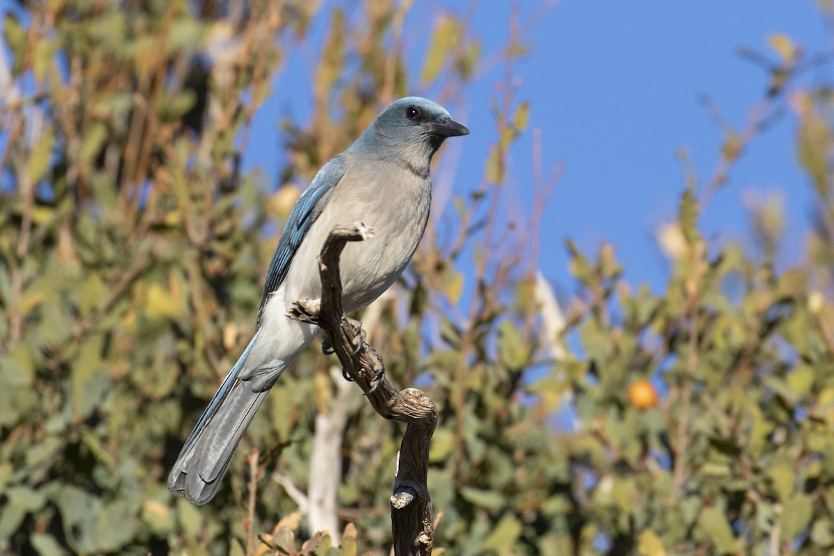 Mexican Jay - ML616593818
