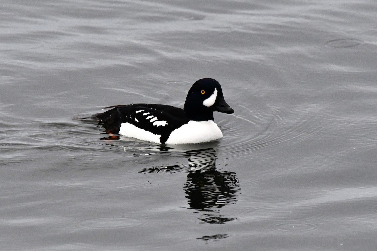 Barrow's Goldeneye - ML616593850