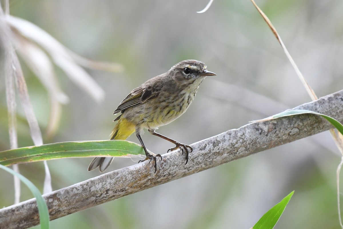 Palm Warbler - Wendy N