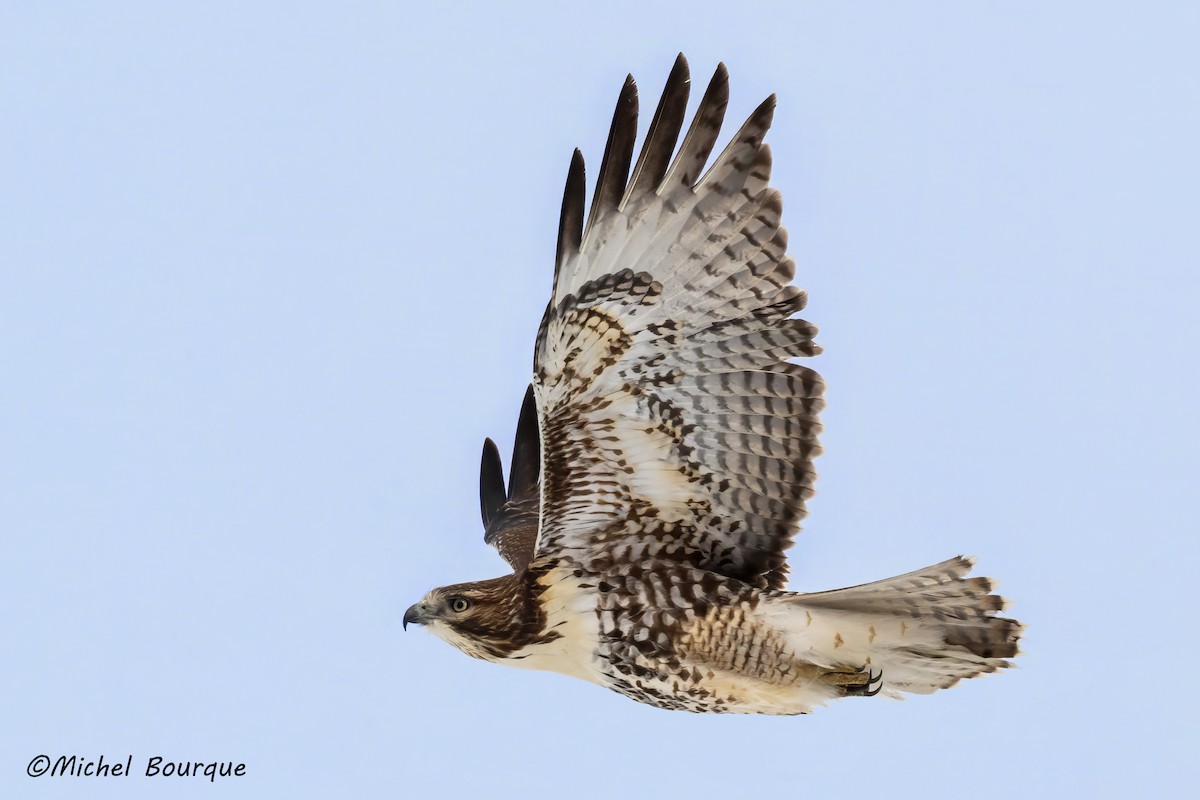 Red-tailed Hawk - ML616593888