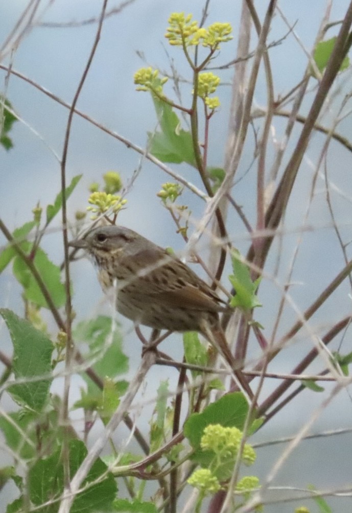 Lincoln's Sparrow - ML616593903