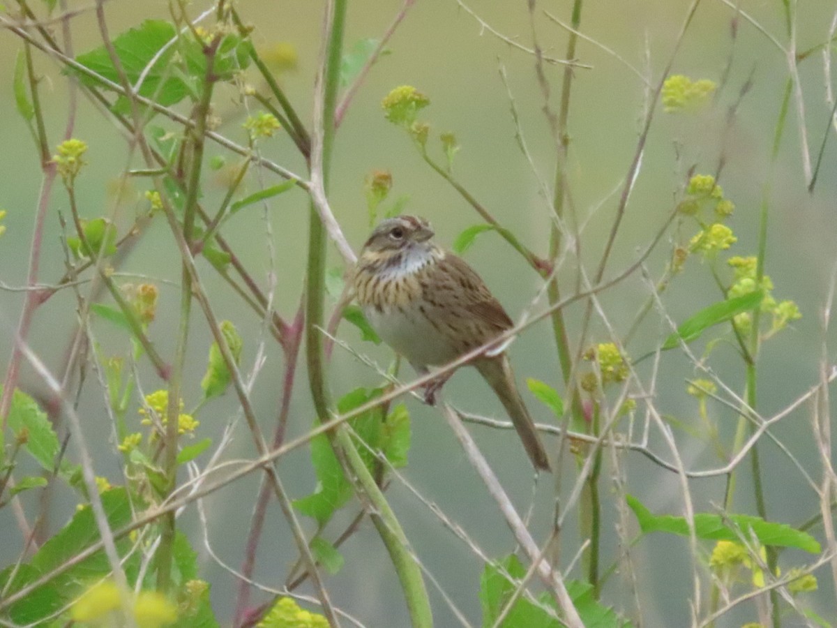 Lincoln's Sparrow - ML616593904