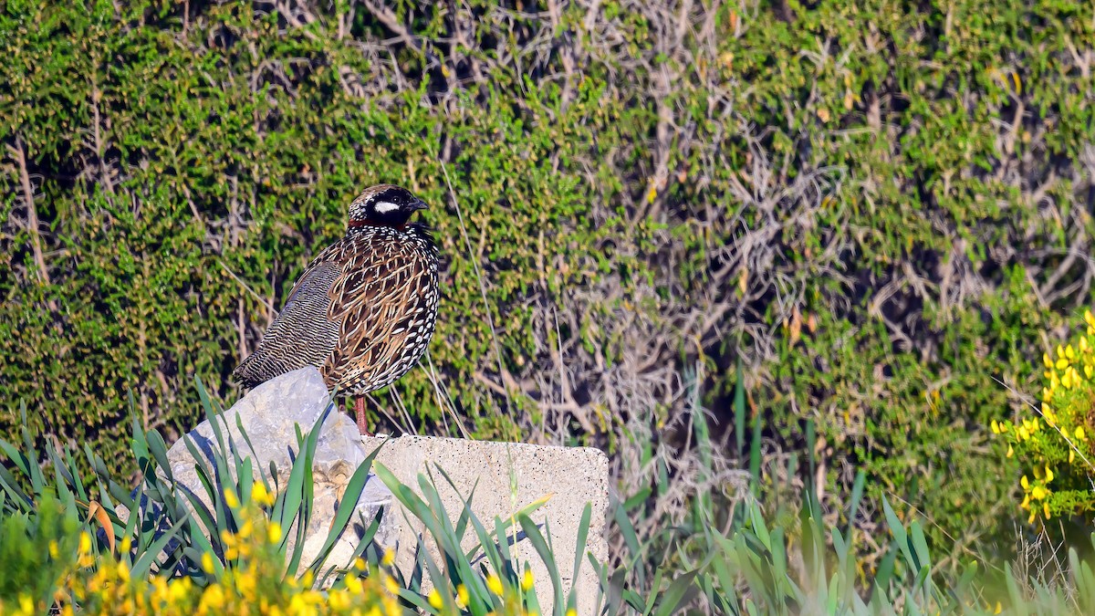 Black Francolin - ML616593950