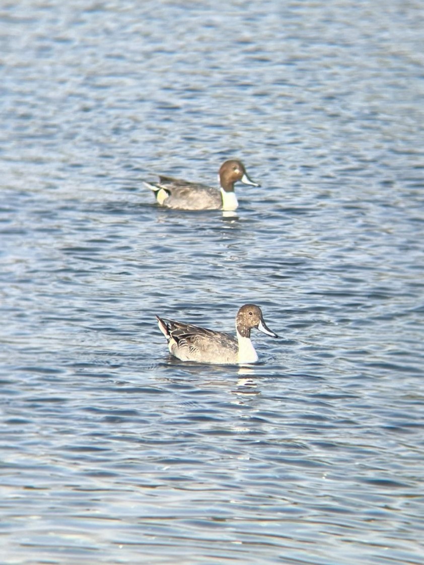 Northern Pintail - Jana Engel