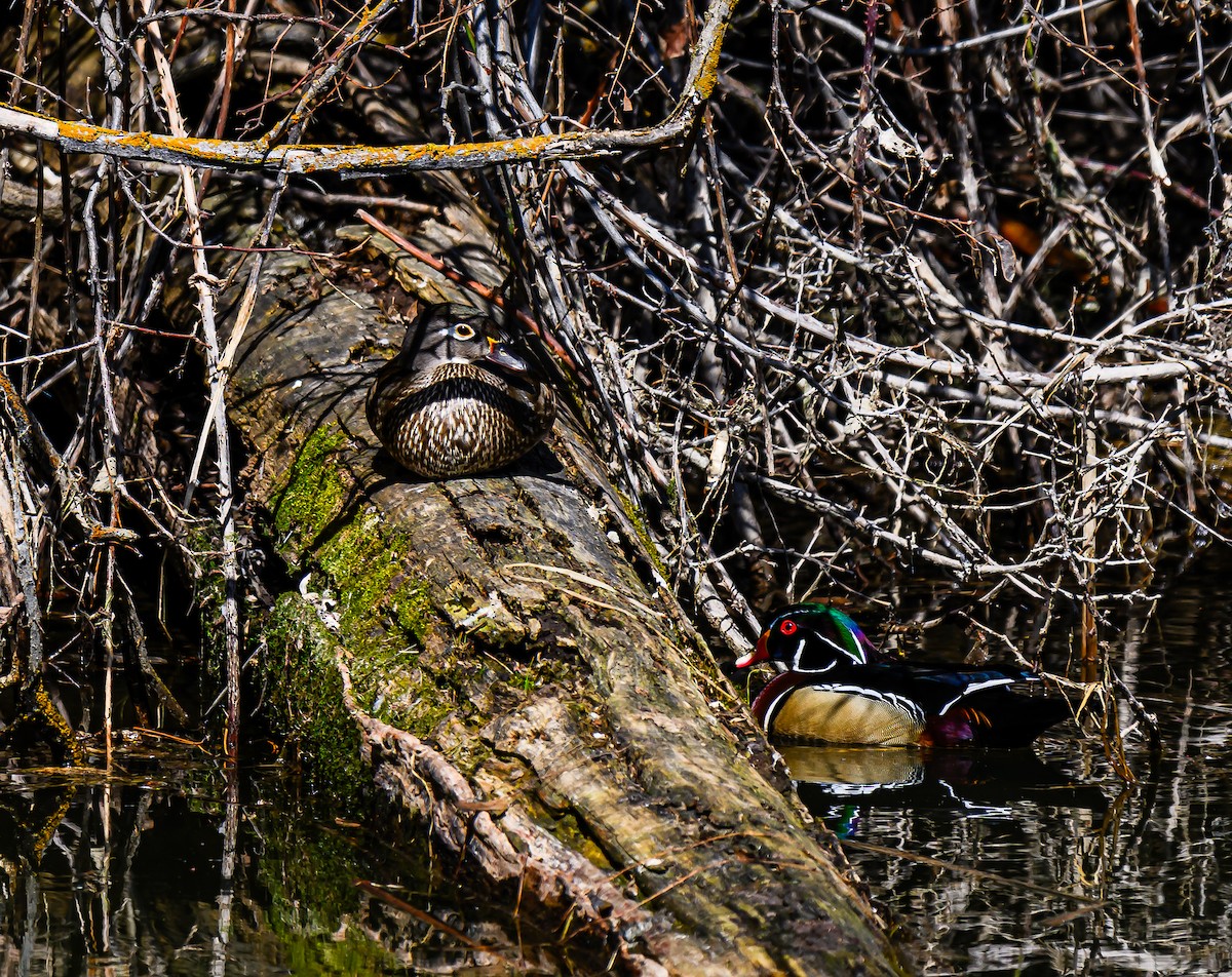 Wood Duck - ML616593993