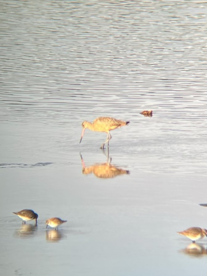 Marbled Godwit - ML616594001