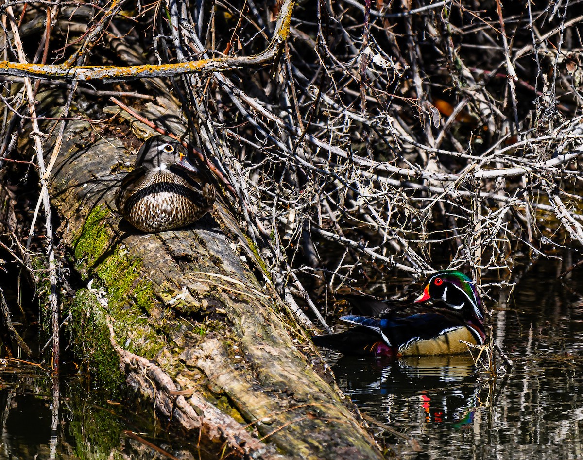 Wood Duck - ML616594023