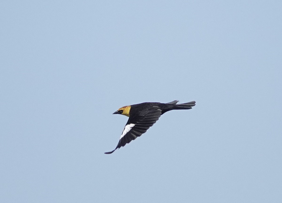 Yellow-headed Blackbird - ML616594026