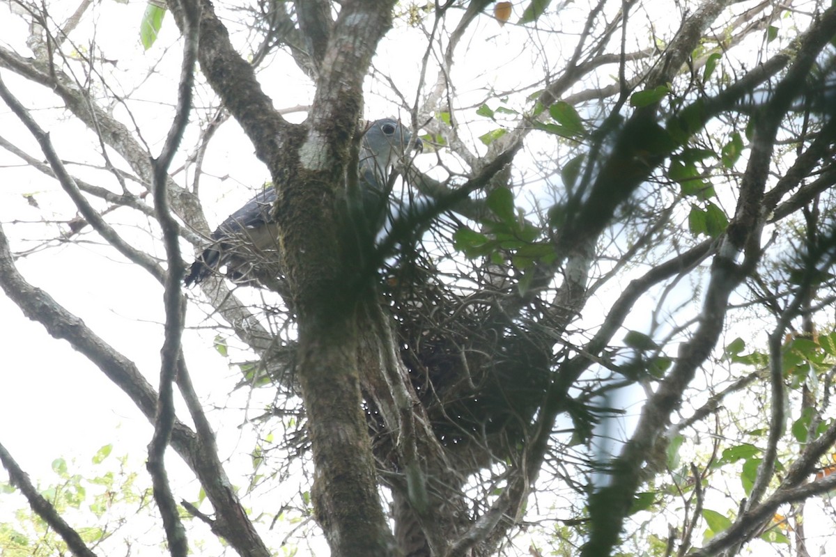 Gray-headed Kite - ML616594049