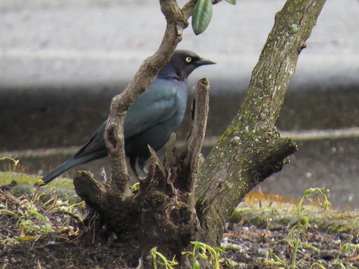 Brewer's Blackbird - ML616594200