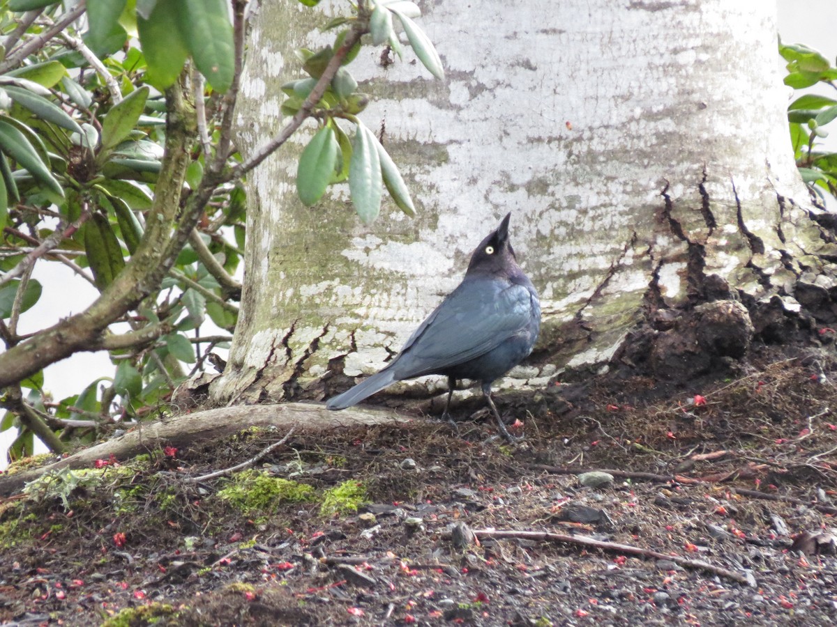 Brewer's Blackbird - ML616594201