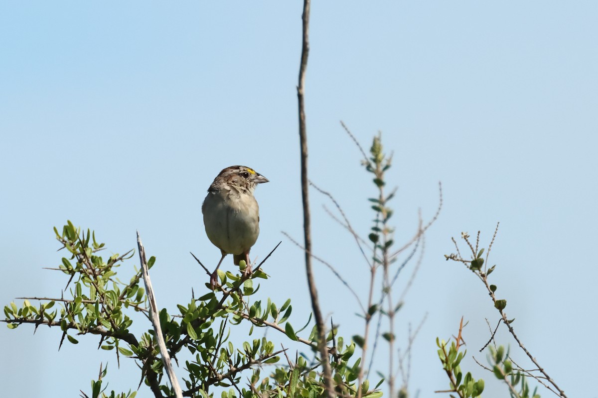 Grassland Sparrow - ML616594228