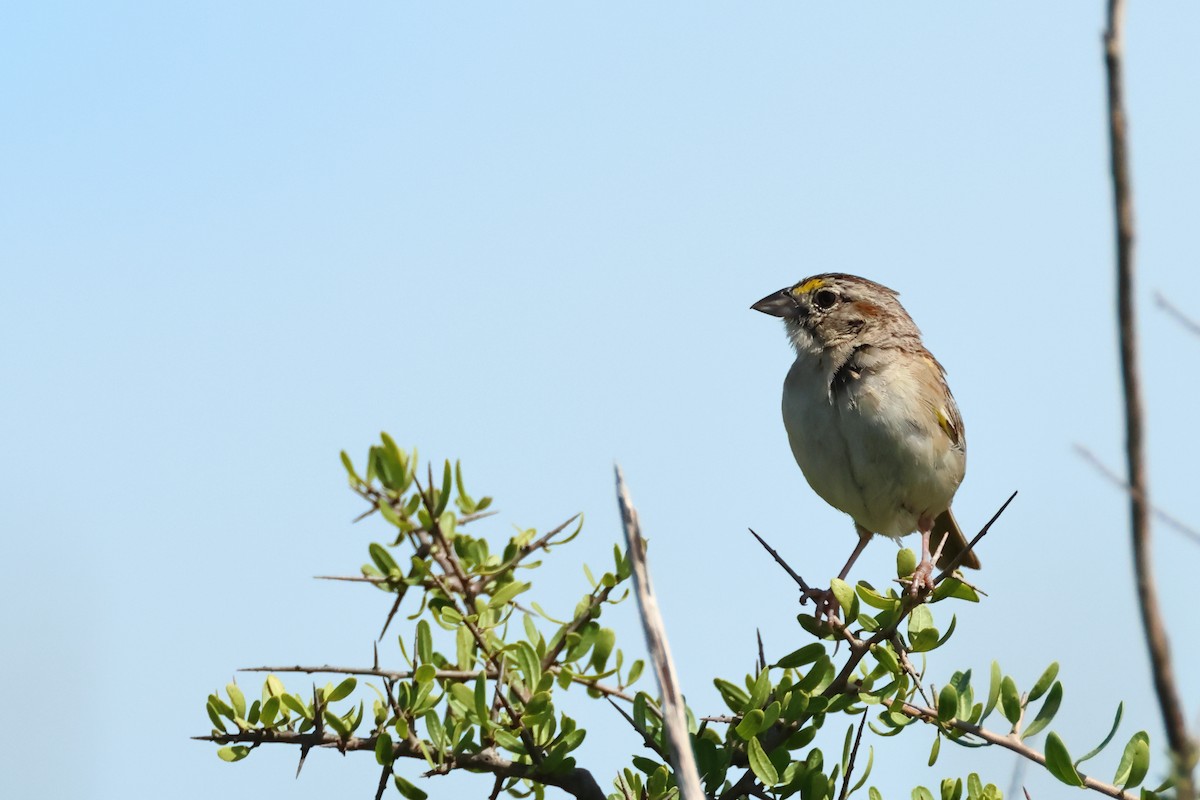 Grassland Sparrow - ML616594229