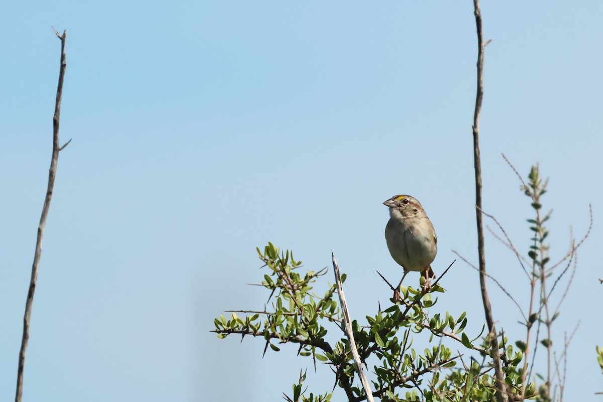 Grassland Sparrow - ML616594230