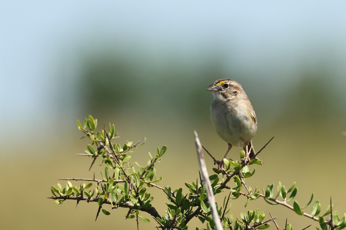 Grassland Sparrow - ML616594231