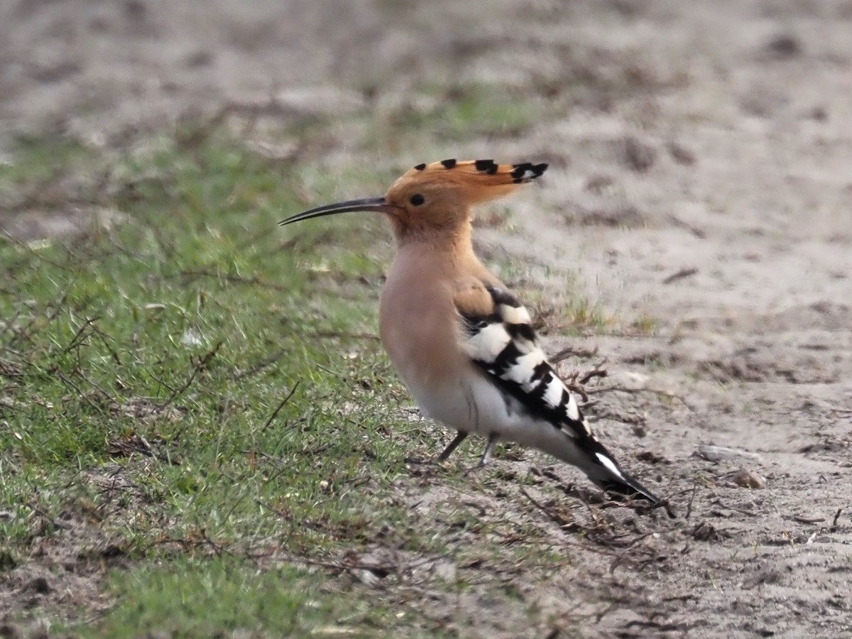 Eurasian Hoopoe - ML616594253