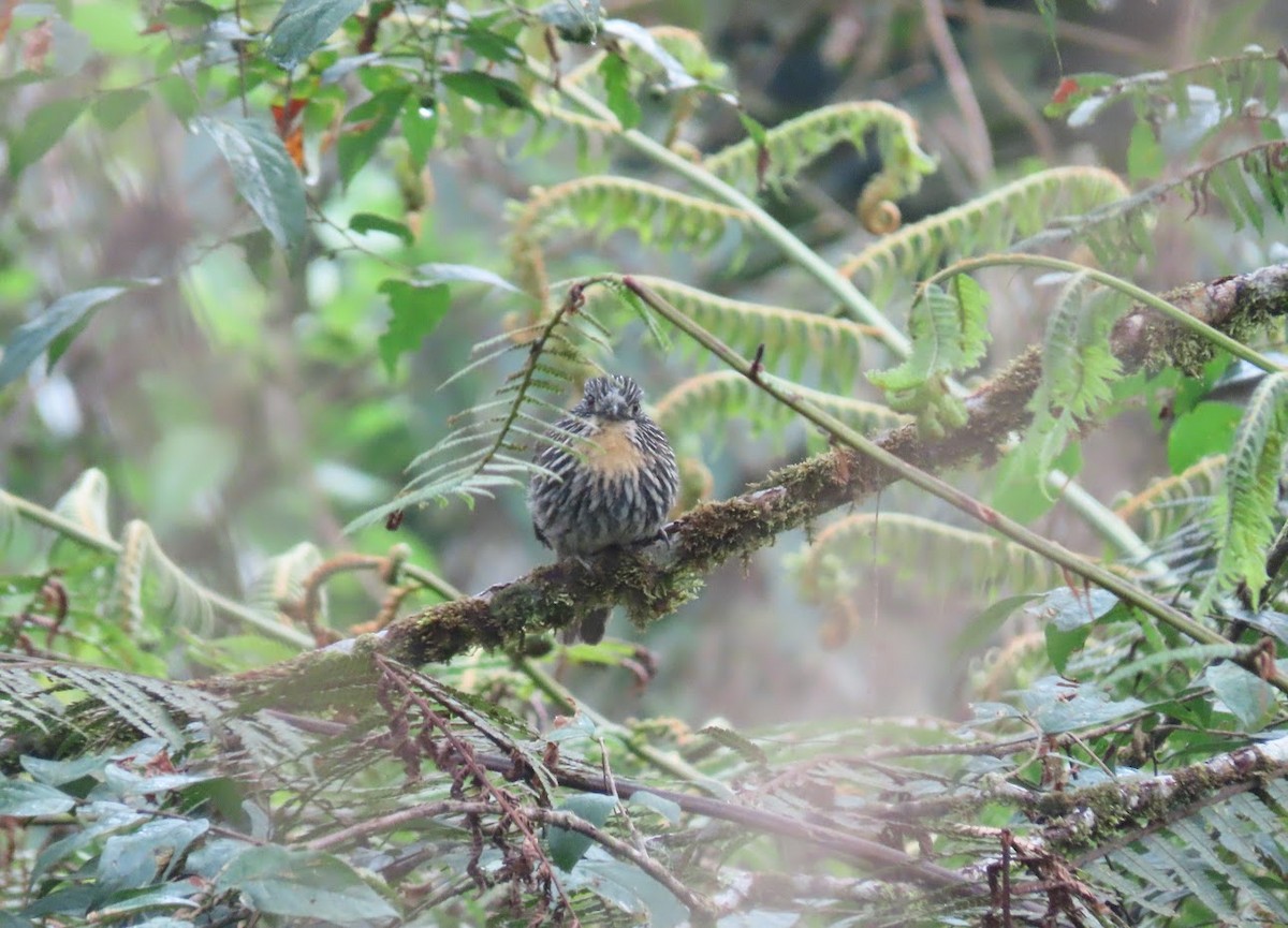 Black-streaked Puffbird - ML616594263