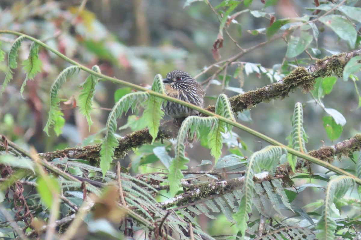 Black-streaked Puffbird - ML616594264