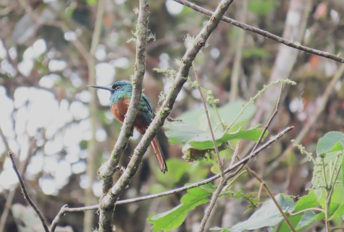 Jacamar des Andes - ML616594268