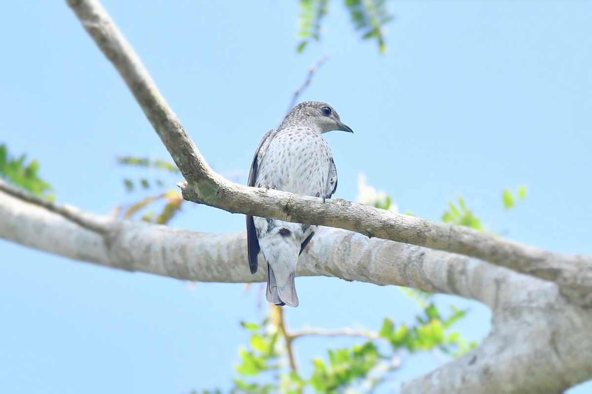 Lovely Cotinga - ML616594272