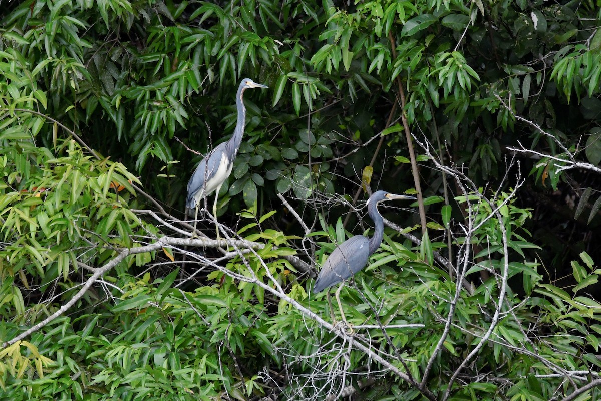 Tricolored Heron - ML616594276