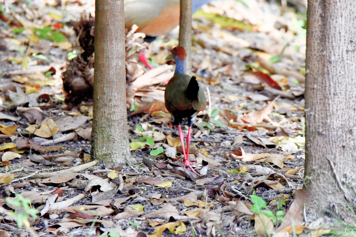 Russet-naped Wood-Rail - Cornelio Chablé