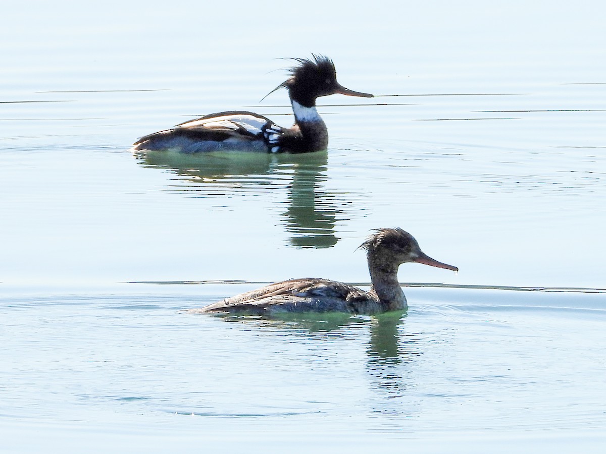 Red-breasted Merganser - Anonymous