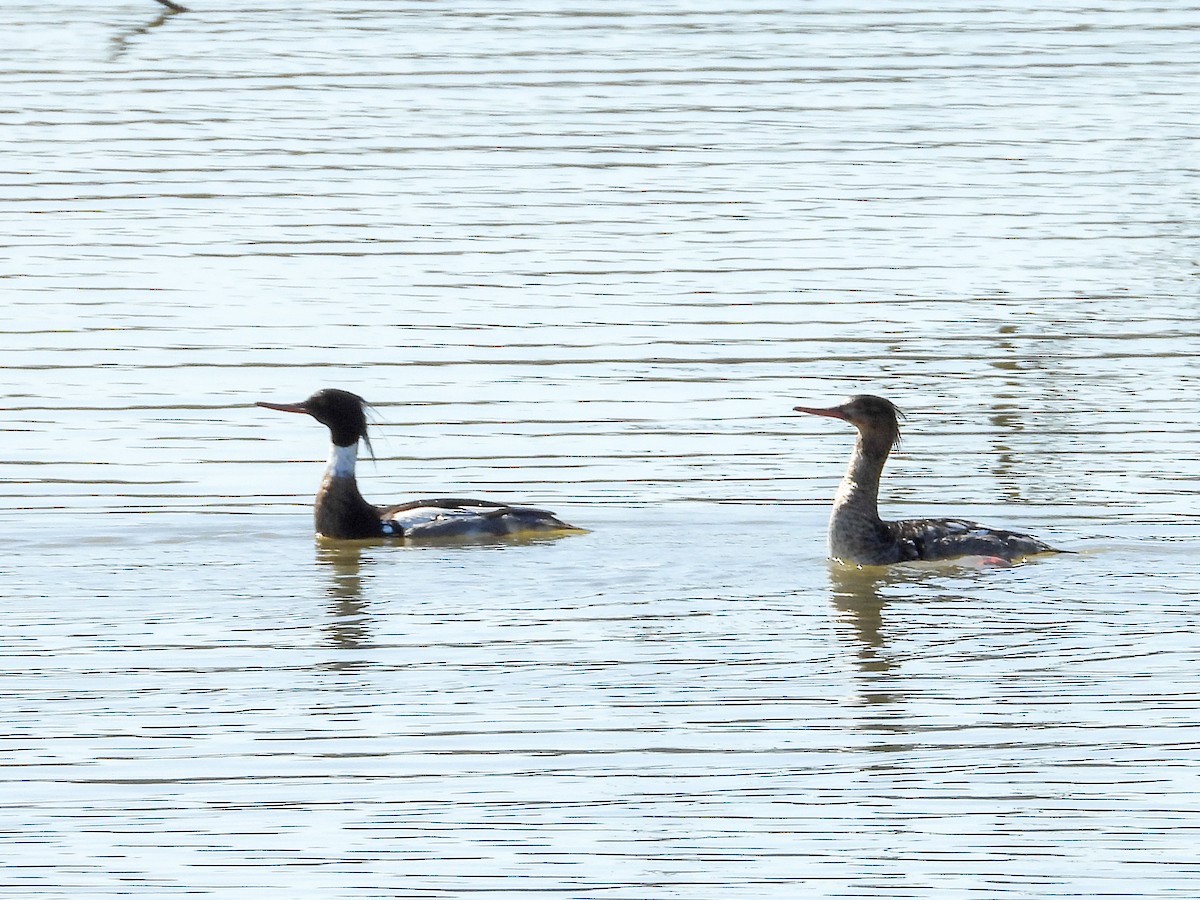 Red-breasted Merganser - Anonymous