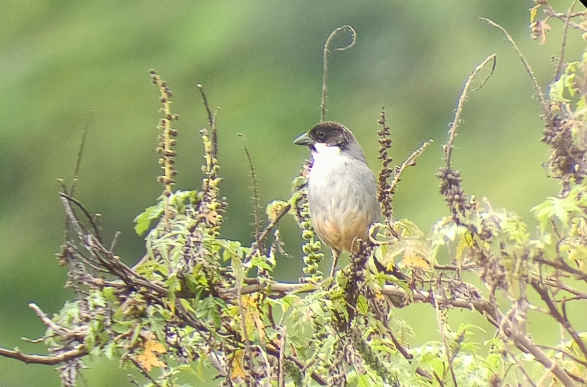 Rusty-bellied Brushfinch - ML616594305