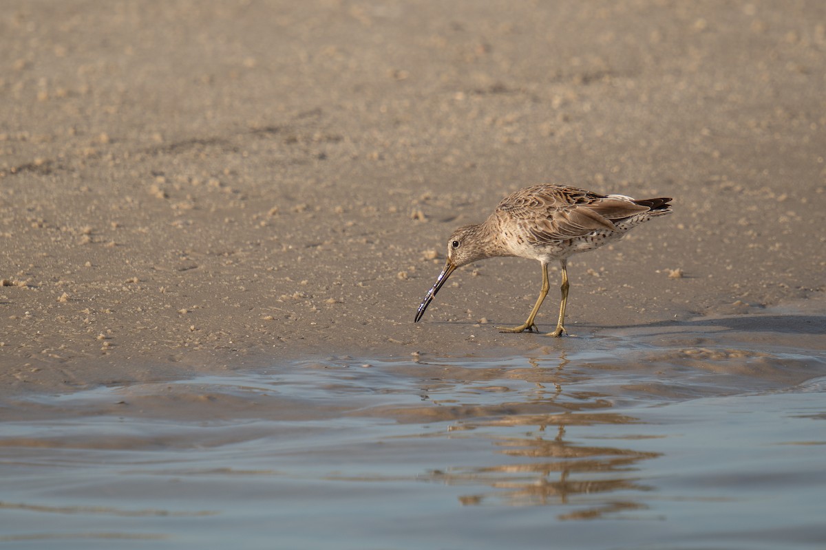 Short-billed Dowitcher - ML616594341