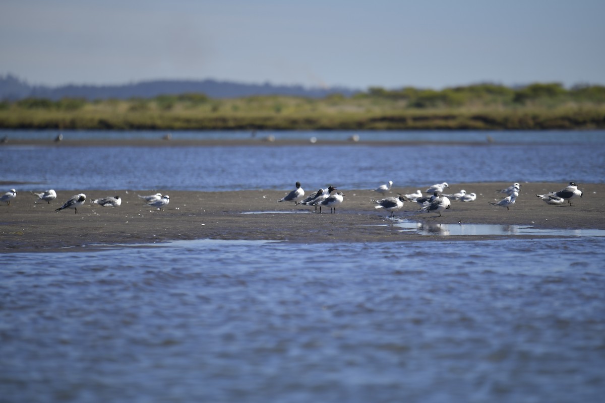 Snowy-crowned Tern - ML616594433