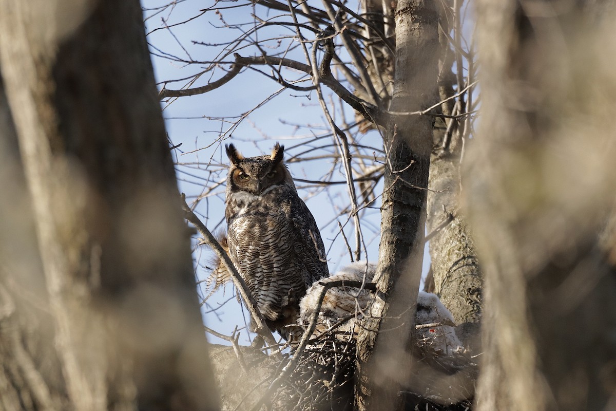 Great Horned Owl - ML616594464