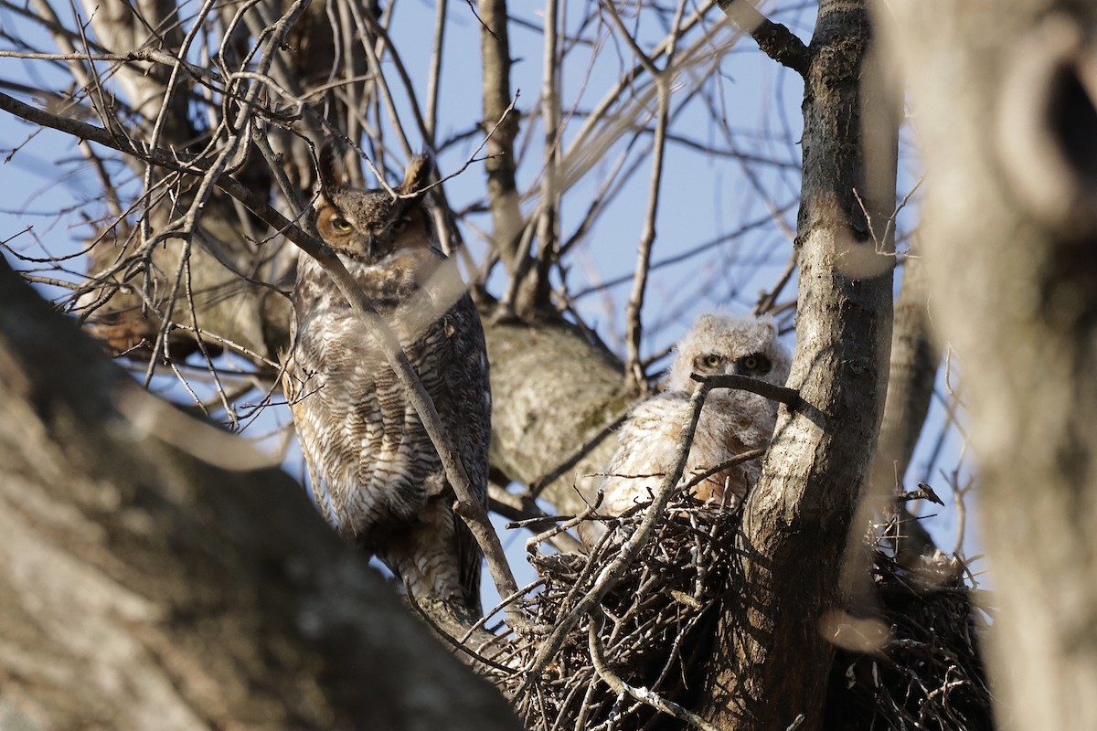 Great Horned Owl - ML616594466