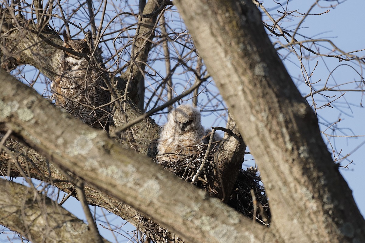 Great Horned Owl - ML616594468