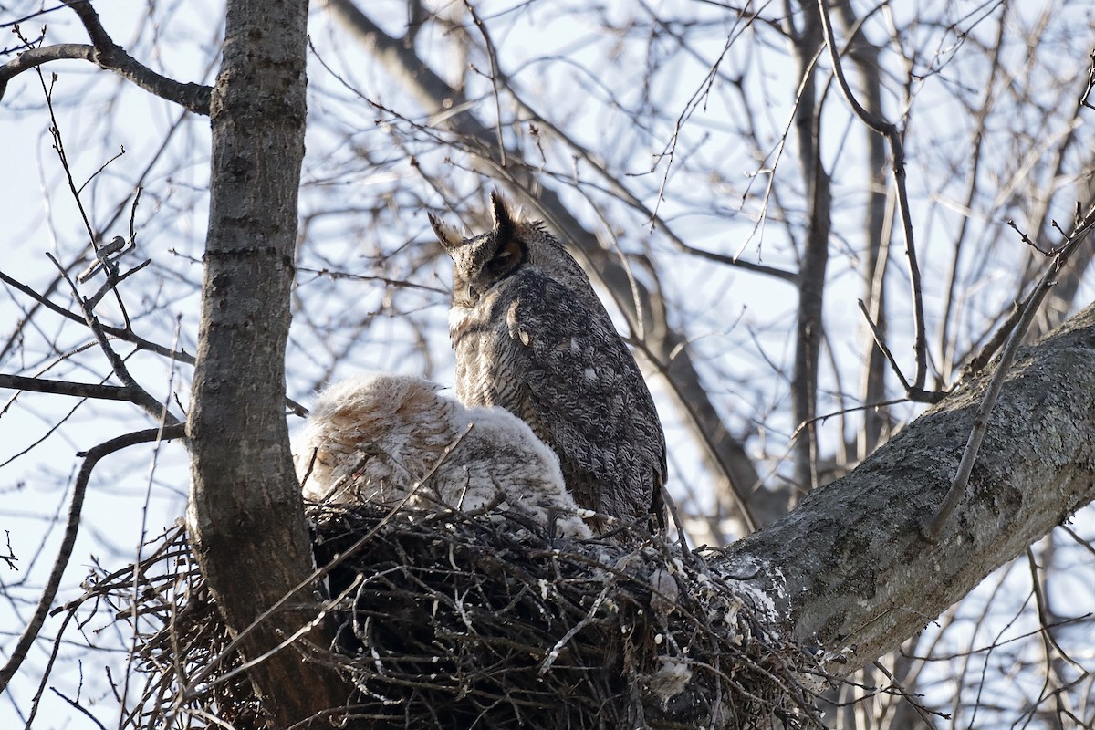 Great Horned Owl - ML616594469