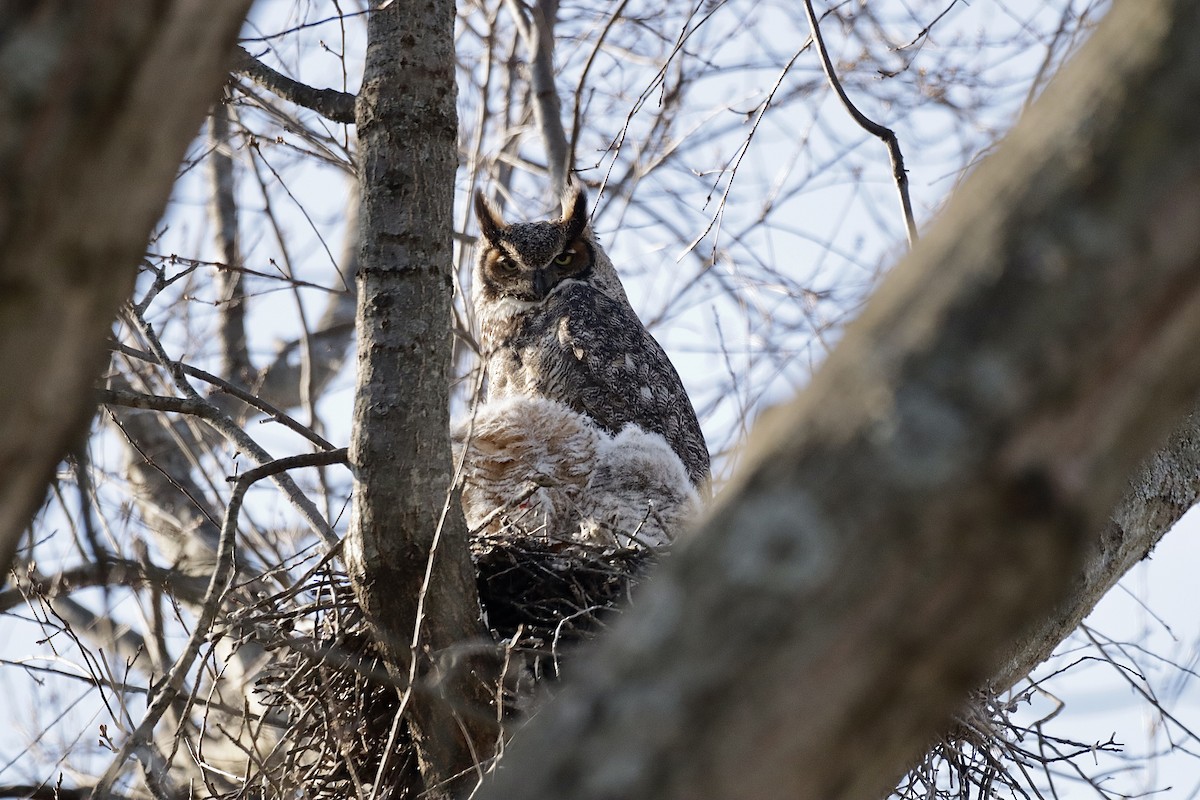 Great Horned Owl - ML616594471