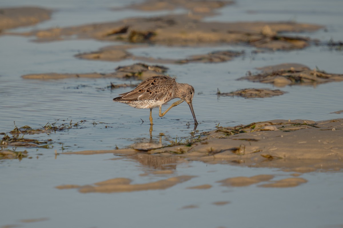 Short-billed Dowitcher - ML616594481