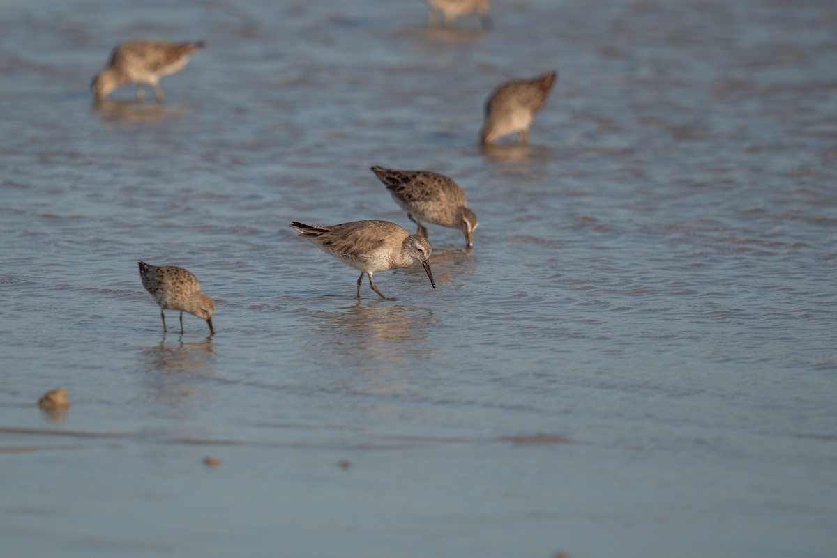 Red Knot - ML616594513